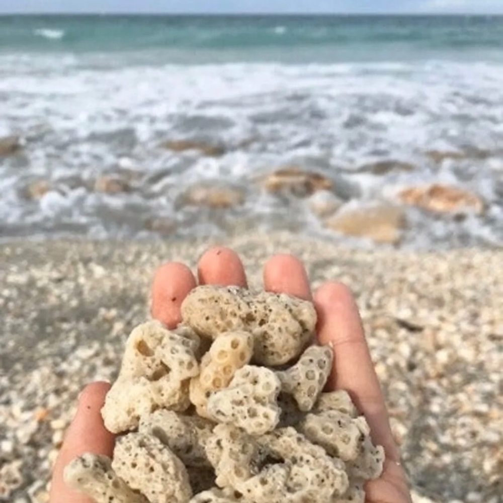 Coral pieces Vase Filler Craft Supply Beach House